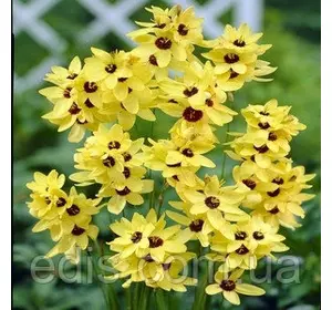 Іксія Yellow Emperor (Йєллоу Емпера), 5 цибулин Іксія Yellow Emperor (Йєллоу Емпера), 5 цибулин