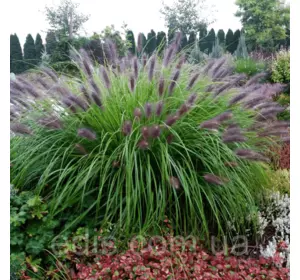 Пеннісетум Black Beauty (Чорна Красуня), саджанець Пеннісетум Black Beauty (Чорна Красуня), саджанець