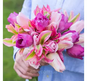 Набір цибулин тюльпанів Відродження 9 цибулин тюльпанів Набір цибулин тюльпанів Відродження 9 цибулин тюльпанів