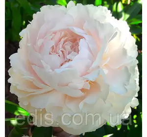 Півонія Solange (Соланж) кореневище Півонія Solange (Соланж) кореневище