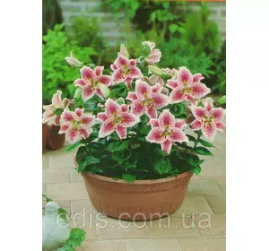 Лілія низькоросла Angeliqua (Анжеліка) 1 цибулина 12/14 Лілія низькоросла Angeliqua (Анжеліка) 1 цибулина 12/14