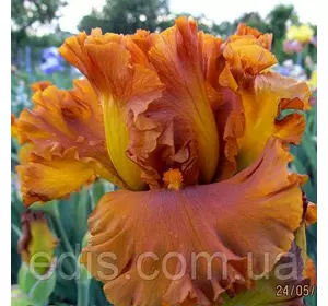 Ірис бородатий Golden Panther (Голден Пентер) Ірис бородатий Golden Panther (Голден Пентер)