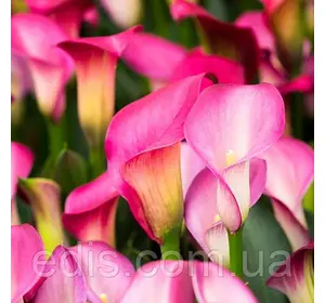 Калла бульбова Wild Salmon (Вайлд Самэн) 1 бульба 12/14 Калла бульбова Wild Salmon (Вайлд Самэн) 1 бульба 12/14