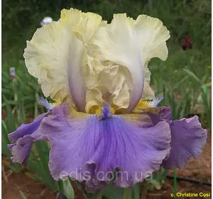 Ірис високий бородатий Mist Arising Рогатий! Ірис високий бородатий Mist Arising Рогатий!