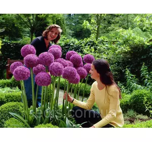 Алліум Gladiator фіолетовий (цибуля декоративна) 1 цибулина, калібр 12/14 (велика) Алліум Gladiator фіолетовий (цибуля декоративна) 1 цибулина, калібр 12/14 (велика)