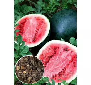 Кавун Шуга Бебі 100 г, вагове насіння Кавун Шуга Бебі 100 г, вагове насіння