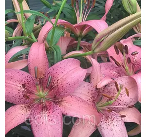 Лілія азіатська Morpho Pink 1 цибулина 12/14 Лілія азіатська Morpho Pink 1 цибулина 12/14