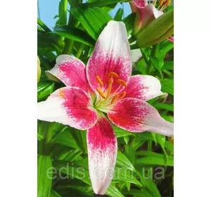 Лілія азіатська Tango Strawberry and Cream (Танго Страуберрі енд Крім) 1 цибулина 12/14 Лілія азіатська Tango Strawberry and Cream (Танго Страуберрі енд Крім) 1 цибулина 12/14