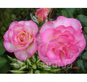 Троянда в'юнка Шаріка Асма (Sharika-Asma) Троянда в'юнка Шаріка Асма (Sharika-Asma)