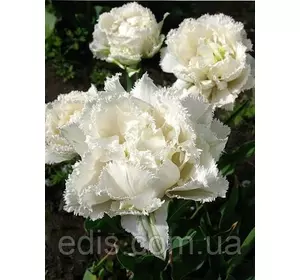 Тюльпан махровий бахромчастий Snow Crystal (Сноу Крістал) 3 цибулинки 11/12 Тюльпан махровий бахромчастий Snow Crystal (Сноу Крістал) 3 цибулинки 11/12