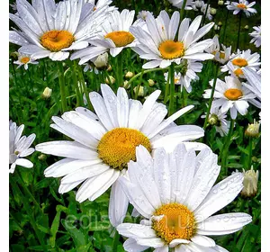 Ромашка садова великоквіткова біла багаторічна 0,5 г Ромашка садова великоквіткова біла багаторічна 0,5 г