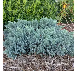 Ялівець Blue Star (Блю Стар) у контейнері 2 л Ялівець Blue Star (Блю Стар) у контейнері 2 л