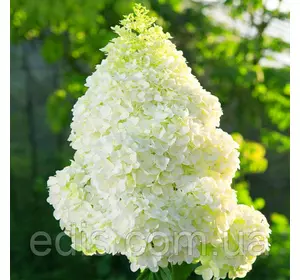 Гортензія волотиста Magical Moonlight (Меджикел Мунлайт) Гортензія волотиста Magical Moonlight (Меджикел Мунлайт)