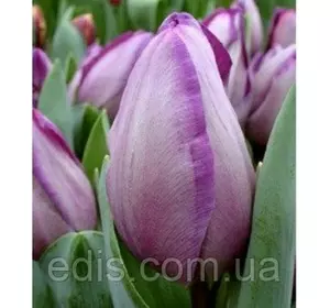 Тюльпан Тріумф Jacuzzi (Джакузі) 3 цибулинки Тюльпан Тріумф Jacuzzi (Джакузі) 3 цибулинки