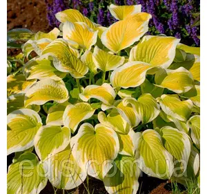 Хоста Spring Morning (Спрін Монін) Хоста Spring Morning (Спрін Монін)