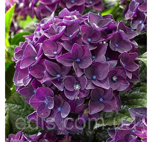 Гортензія великолисткова Tiffany Purple (Тіфані Пурпл) у контейнері 2 k Гортензія великолисткова Tiffany Purple (Тіфані Пурпл) у контейнері 2 k