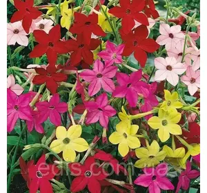 Тютюн духмяний суміш, насіння Яскрава 0.2 г Тютюн духмяний суміш, насіння Яскрава 0.2 г