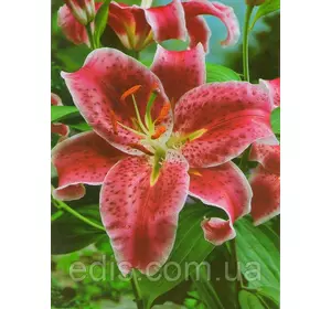 Лілія орієнтальна тигрова Stargazer (Старгейзер) 1 цибулина 12/14 Лілія орієнтальна тигрова Stargazer (Старгейзер) 1 цибулина 12/14