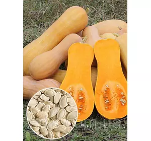 Гарбуз Арабатський 100 г, вагове насіння, Яскрава Гарбуз Арабатський 100 г, вагове насіння, Яскрава