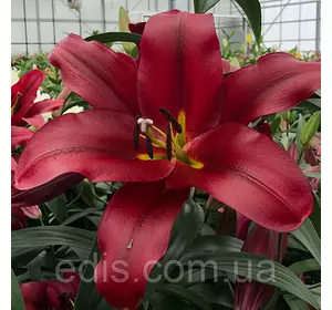 Лілія OT гібрид Pauillac 1 цибулина 12/14 Лілія OT гібрид Pauillac 1 цибулина 12/14