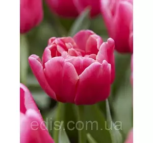 Тюльпан Махровий Багатоквітковий Sunset Tropical 3 цибулинки Тюльпан Махровий Багатоквітковий Sunset Tropical 3 цибулинки