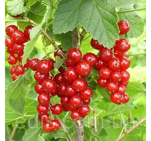 Смородина червона Цукрова (рання) Смородина червона Цукрова (рання)