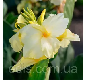 Канна Puck (Пак) Канна Puck (Пак)