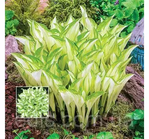 Хоста Kivi Spermint (Ківі Спермінт) кореневище Хоста Kivi Spermint (Ківі Спермінт) кореневище