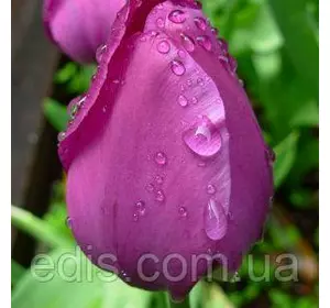 Тюльпан Тріумф Passionale 3 цибулинки Тюльпан Тріумф Passionale 3 цибулинки