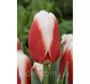 Тюльпан Тріумф Roman Empire (Роман Емпаєр), 3 цибулини Тюльпан Тріумф Roman Empire (Роман Емпаєр), 3 цибулини