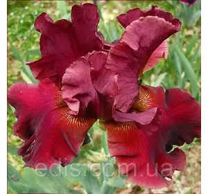 Ірис бородатий Rip City (Ріп Сіті) Ірис бородатий Rip City (Ріп Сіті)