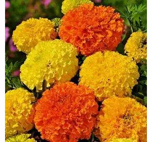 Чорнобривці низькорослі Calando (Каландо) суміш 0,3 г, насіння Яскрава Чорнобривці низькорослі Calando (Каландо) суміш 0,3 г, насіння Яскрава