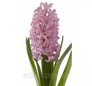 Гіацинт Anna Marie (Анна Марія) 1 цибулина (калібр 18/19 - дуже великий) Гіацинт Anna Marie (Анна Марія) 1 цибулина (калібр 18/19 - дуже великий)