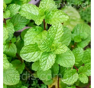 М’ята Імбинна, саженець Р9 М’ята Імбинна, саженець Р9