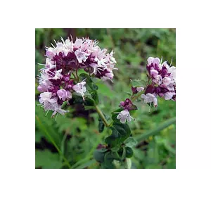 Душиця (Материнка) звичайна 0,1 г Душиця (Материнка) звичайна 0,1 г