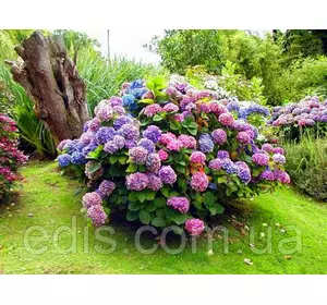 Гортензія Renate Steiniger (Ріната Штайніга) Гортензія Renate Steiniger (Ріната Штайніга)