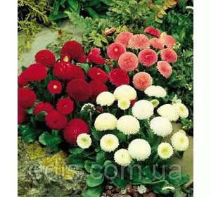 Маргаритка помпонная суміш 0,1 г Маргаритка помпонная суміш 0,1 г