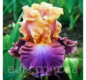 Ірис бородатий Chasing Rainbows Ірис бородатий Chasing Rainbows