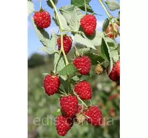 Малина середньопізня Мікер Малина середньопізня Мікер