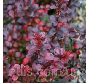 Барбарис Тунберга Dart's Red Lady 3-річний у контейнері Р14 Барбарис Тунберга Dart's Red Lady 3-річний у контейнері Р14