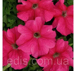 Петунія ампельна Лавина Рожева F1 10 насінин-драже, серія PREMIUM ТМ Яскрава Петунія ампельна Лавина Рожева F1 10 насінин-драже, серія PREMIUM ТМ Яскрава