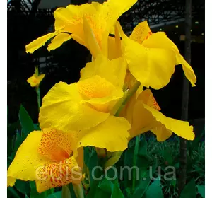 Канна Richard Wallace (Річард Уоллес) Канна Richard Wallace (Річард Уоллес)