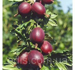 Агрус Північний Капітан (середньопізній) Агрус Північний Капітан (середньопізній)