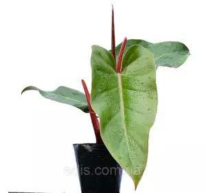 Філодендрон червоніючий Ред Емеральд, кімнатна рослина, h=20 см Філодендрон червоніючий Ред Емеральд, кімнатна рослина, h=20 см