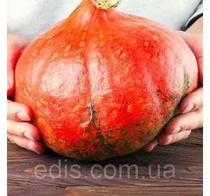 Гарбуз Хоккайдо 2 г, насіння Яскрава Гарбуз Хоккайдо 2 г, насіння Яскрава