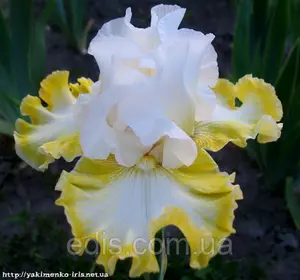 Ірис високий бородатий Smiling Faces (Смайлін Фейс) Ірис високий бородатий Smiling Faces (Смайлін Фейс)