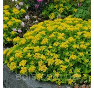 Седум (Очиток) гібридний Aizoon Седум (Очиток) гібридний Aizoon