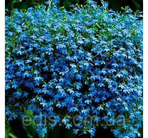 Лобелія Синій килим 0,1 г Лобелія Синій килим 0,1 г