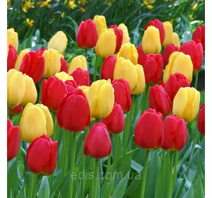 Набір цибулин тюльпанів Червоно-жовтий, 7 цибулин Набір цибулин тюльпанів Червоно-жовтий, 7 цибулин