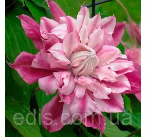 Клематис Patricia Ann Fretwell (Патриція Енн Фретвелл) Клематис Patricia Ann Fretwell (Патриція Енн Фретвелл)